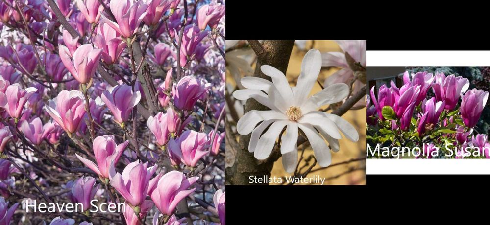 Магнолия - Magnolia НАЛИЧНИ 21 ВИДА Студоустoйчиви