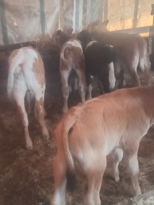 Vand vitei și vitele batate