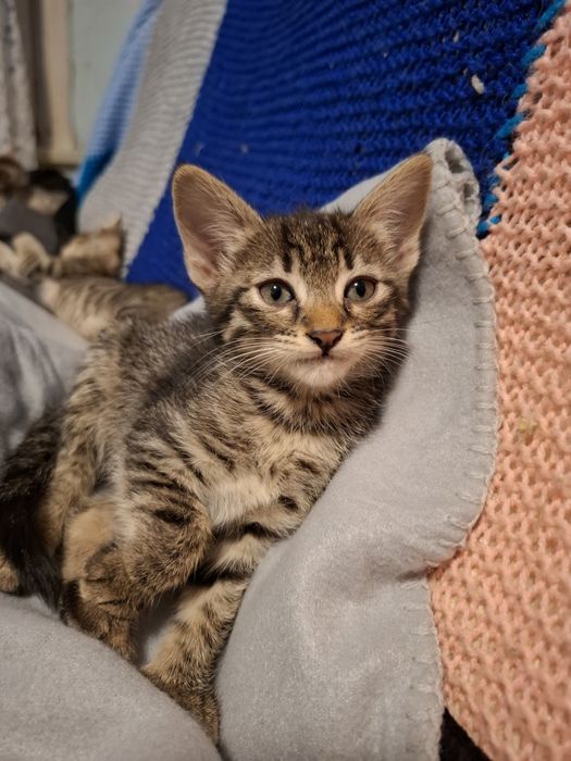 Симпатична и много нежна 4 месечна сладуранка