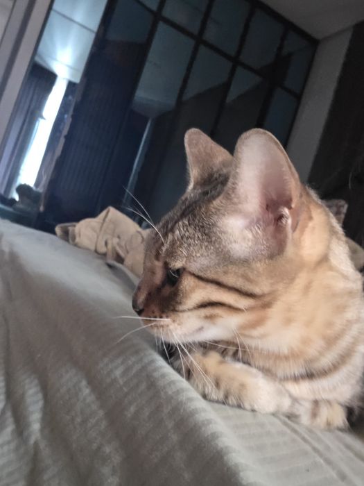 Кошка, бенгал, примерно 2-3 года