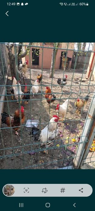 Vand cocosi de curte