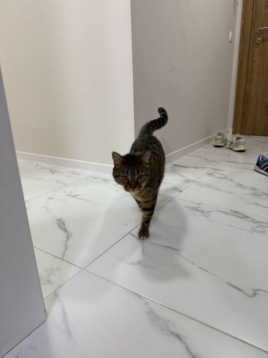 Спешно търси дом – ДОМАШЕН КОТАРАК