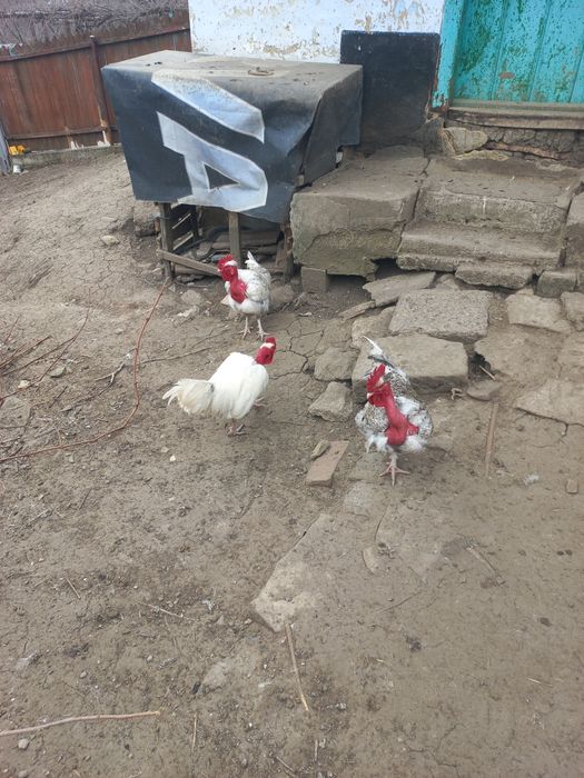 Vand gaini din rasa Gat Golas de Transilvania  numai pereche 1+1