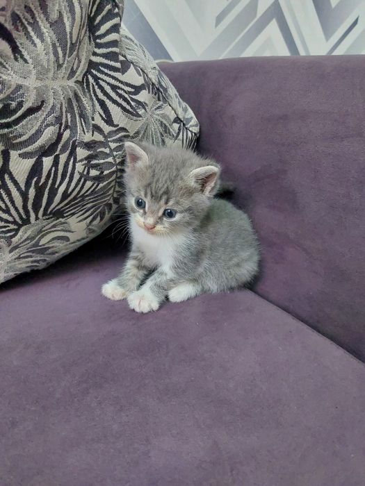 Котята бесплатно