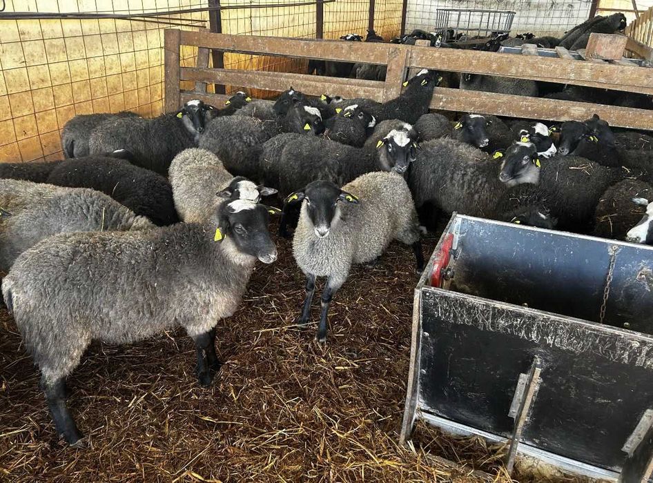 Miele romanov de vanzare