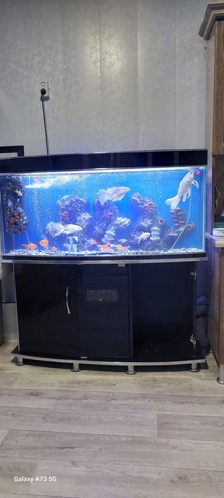 Akvarium I baliqlari bn sotladi