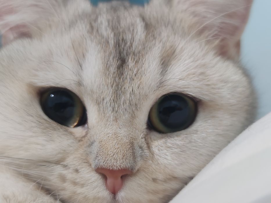 Qiz mushuk vyazka uchun techkasi kegan