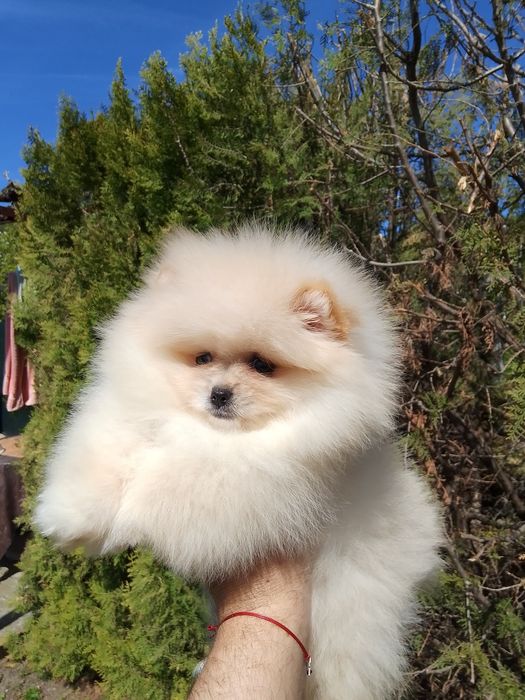 Померан померани