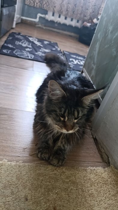 Продам Мейн кун девочка