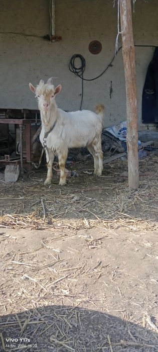 Zanen taka 1 yillik boʻlgan