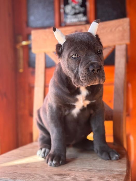 Cățeluș Cane Corso cu pedigree