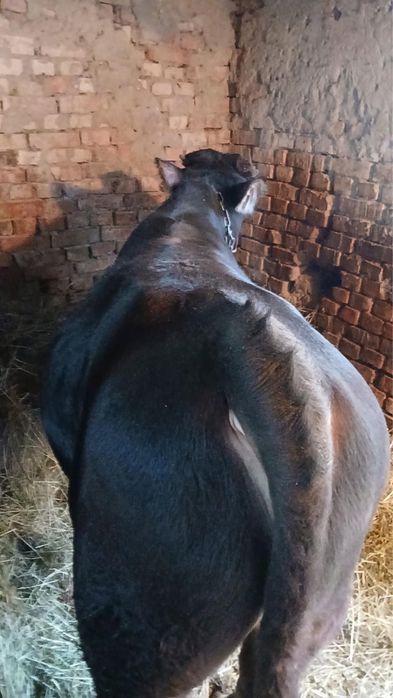 Vand vițel de 350 kg