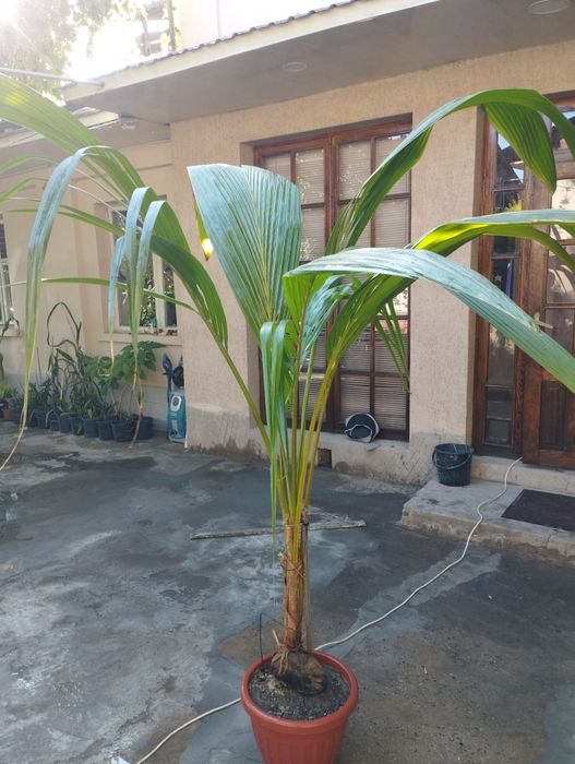 Пальма кокосовая