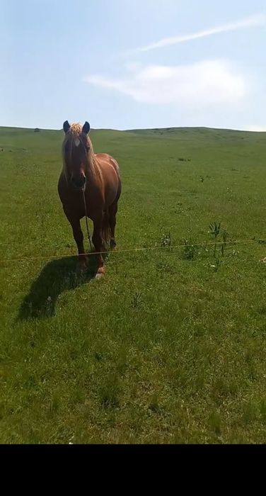 Mânz de vânzare  ...