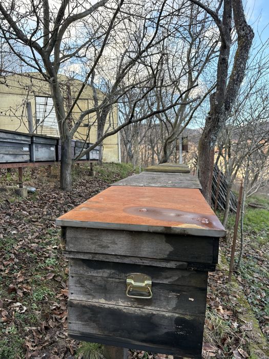 Stupi albine de vanzare