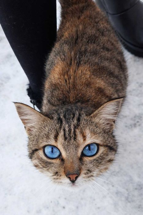 Голубоглазая красавица