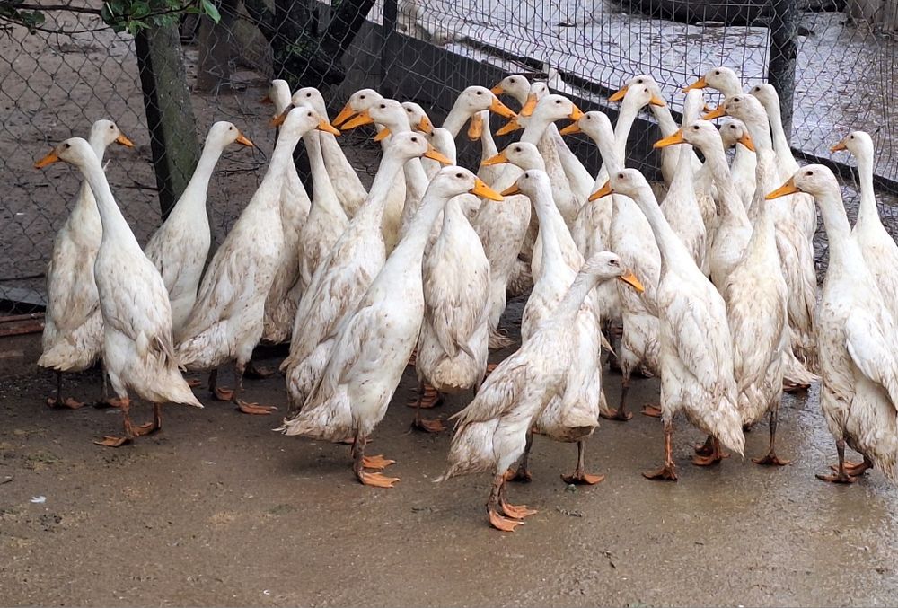 Rațe Khaki Campbell linie Italia (perechi)