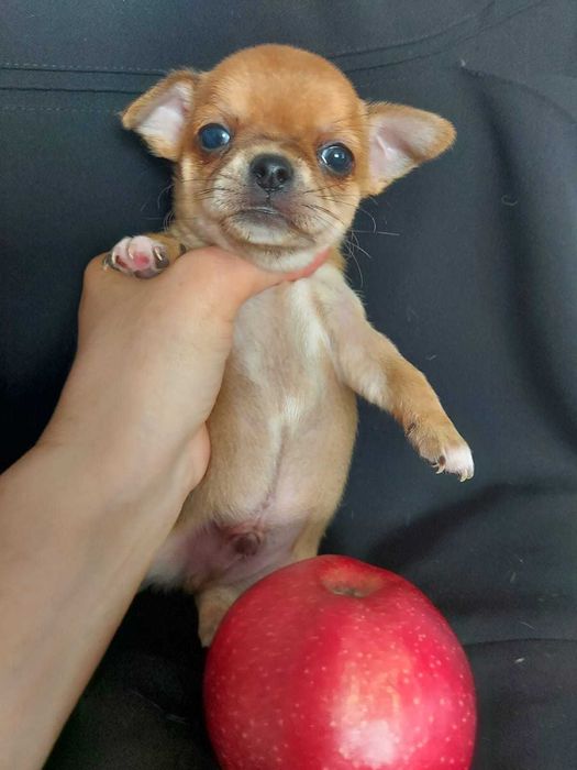 Продаю щенков чихуахуа