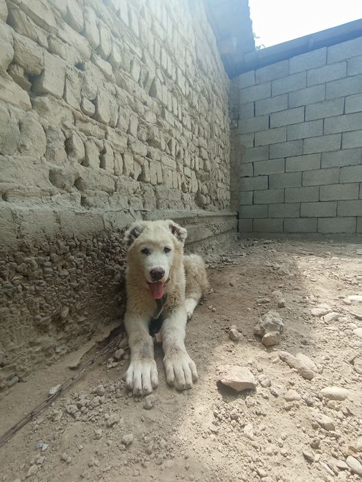 Toza alabay va kangal bolasi oʻgʻil