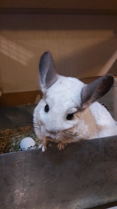 Шиншилла любимый питомец