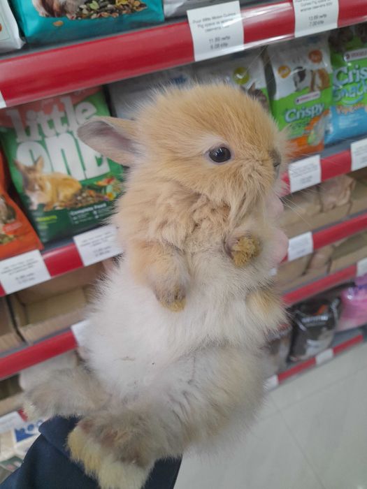 Декоративно клепоухо зайче Мини Лоп (Mini Lop)