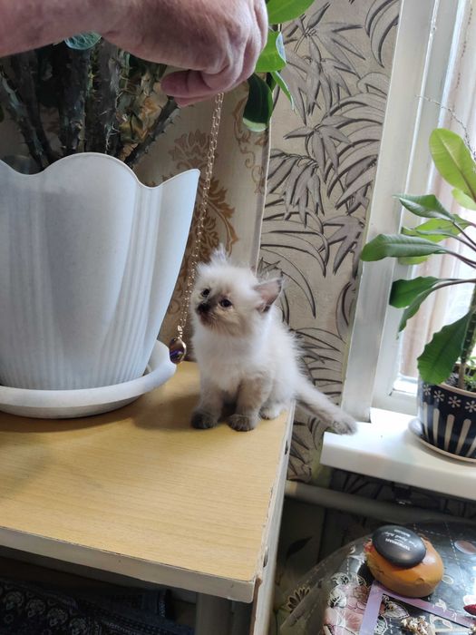 умненькие котята