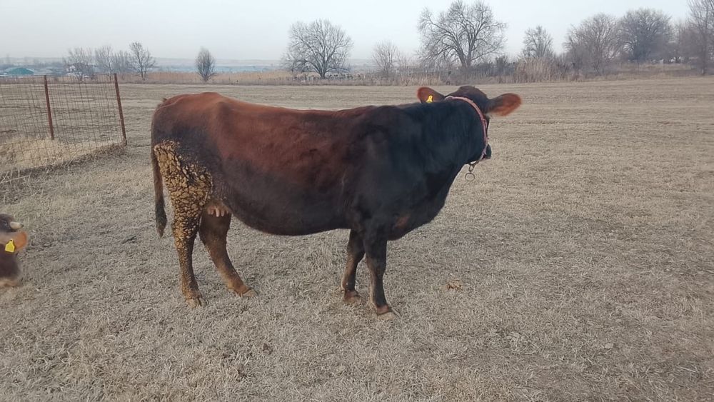 Швед корова