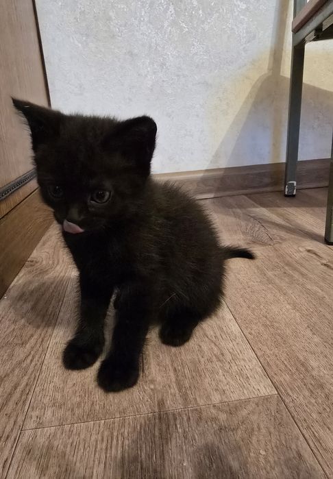 Котята очень ждут именно вас