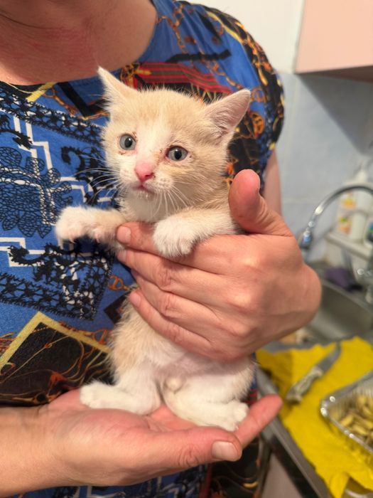 Отдам котенка в добрые руки