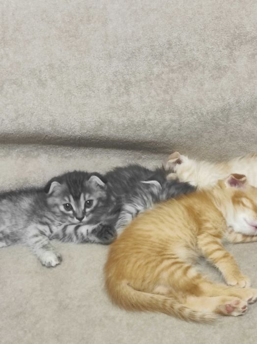 Продам маленьких котят