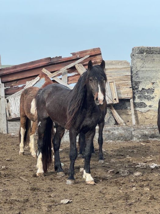 Айғыр жасы 7де  оте жаксы