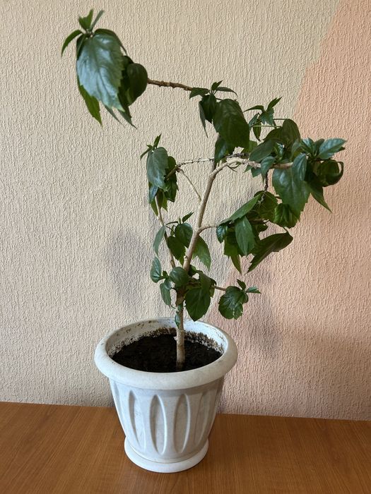 Продам гибискус китайскую розу