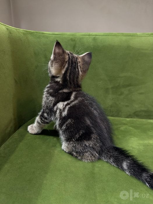 Продаются породистые котята по символической цене