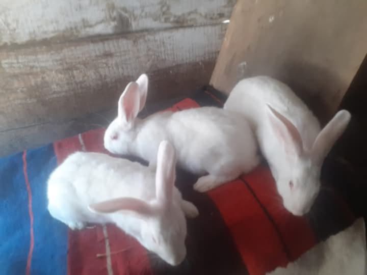 Hycol francez 40 bucăți Țigănași