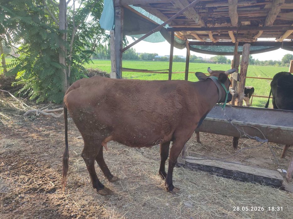 Ona bola sigir  sotiladi