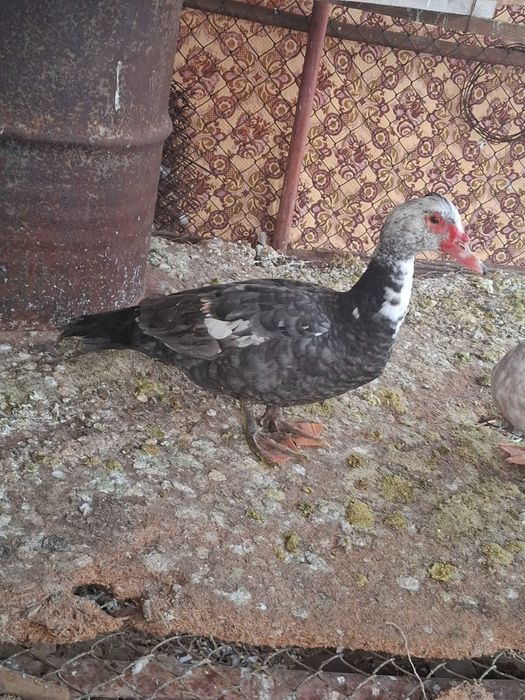 Неми патици.Мъжки свободен.