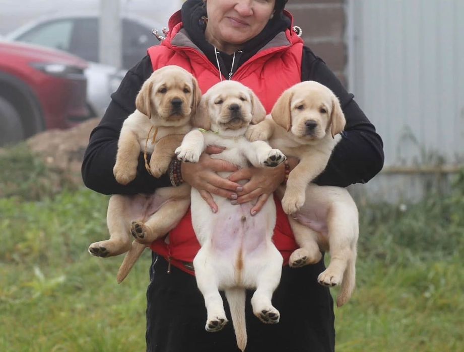 Щенки Лабрадора—Ретривера!