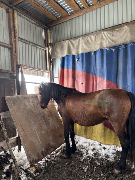 Жеребая лошадь хорошая