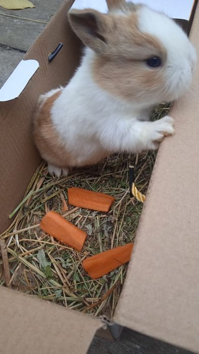 Кролик Декартивный