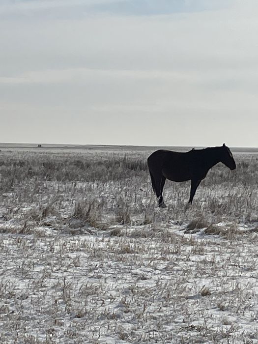 Продам лошади