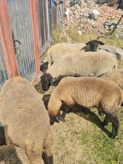 Vand oi si berbeci  suffolk