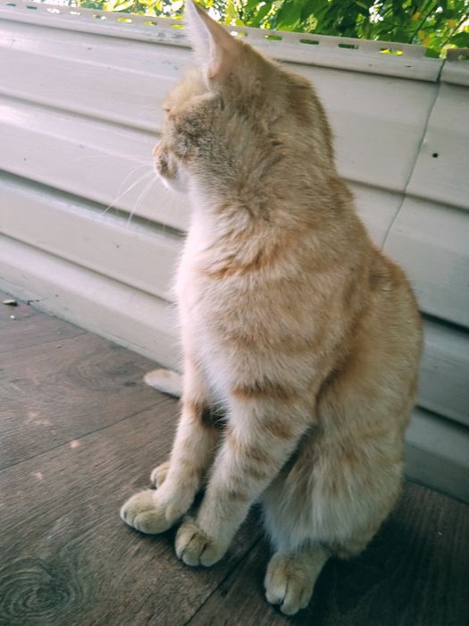 Кошка 12 месяц, хороший, самостоятельно