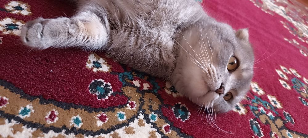 Scottish fold mushuk