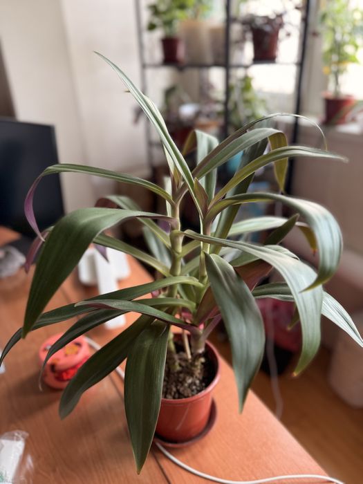 РЭО покрывальчатое.