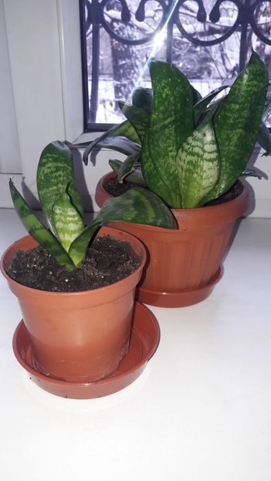 Комнатные цветы - алое лечебное