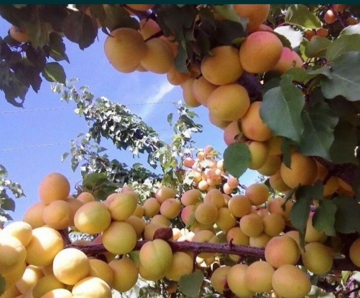 Гул дарахт, Сасна , Мевали дарахтлар,  Узум кочатлари  Сотилади