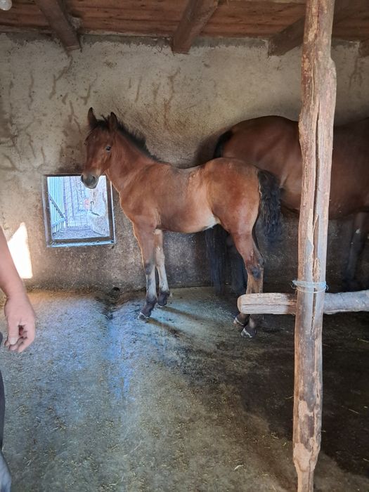 Vând iapă de 4ani