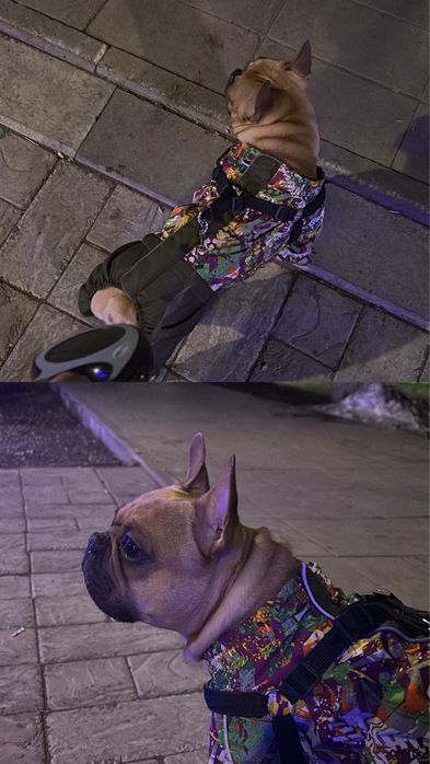 Ищем даму для случки