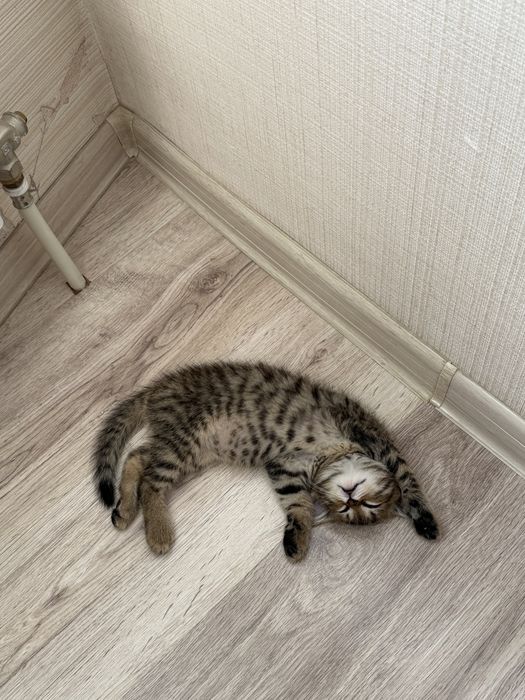 Котенок (3 мес.)