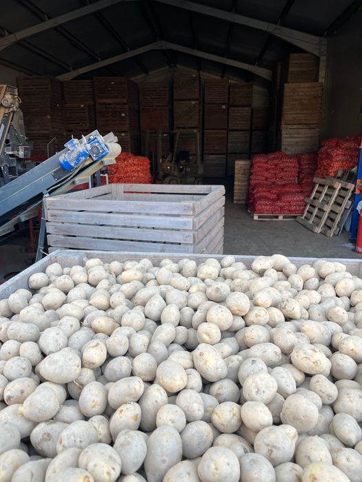 Cartofi de samanta, marabell/red lady